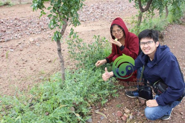 Lương Y Đinh Thị Song Nga tình cờ phát hiện Bạch Tật Lê hữu cơ trong chuyến thăm vườn Hồng Táo hữu cơ