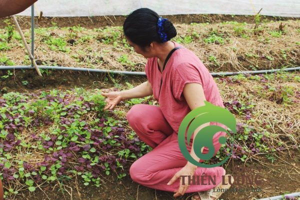 Lương y Đinh Thị Song Nga tới thăm vườn cúc hoa hữu cơ .Lương y Đinh Thị Song Nga tới thăm vườn cúc hoa hữu cơ .