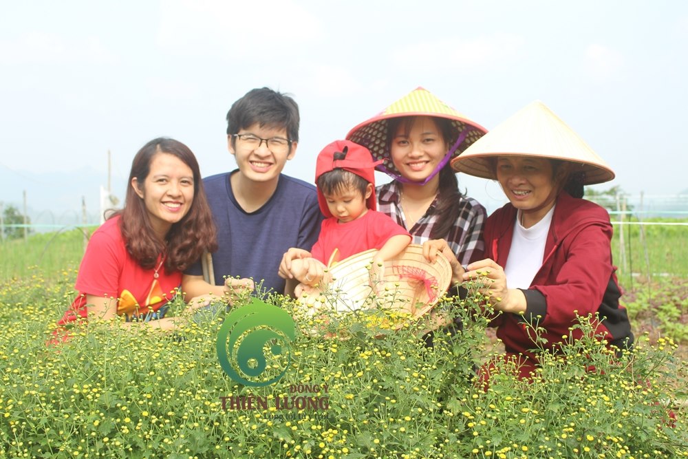 Đông Y Thiên Lương đến thăm và thu hoạch Cúc hoa hữu cơ tại Trang trại hữu cơ Hoa viên