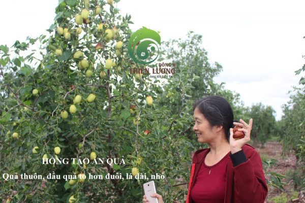 Lương Y Đinh Thị Song Nga thẩm định Hồng táo hữu cơ ăn quả.