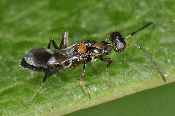 Ong nhỏ bụng bằng (tên khoa học Anastatus sp. họ Eupelmidae) thiên địch diệt trừ bọ xít cho cây nhãn, vải.