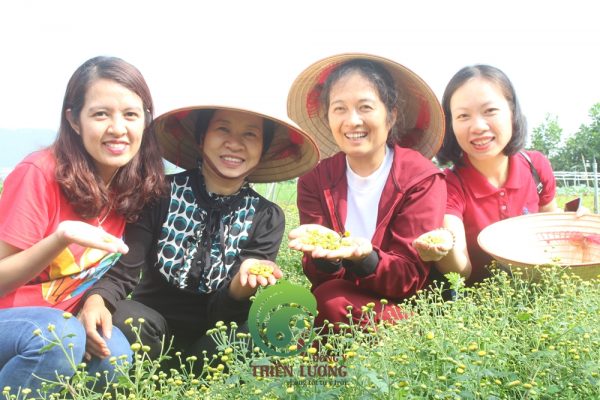 Đông Y Thiên Lương cùng cô Hoa - chủ trang trại Hoa Vien Modern Farm (thương hiệu Rau Hữu Cơ Đại Ngàn) trong buổi thu hoạch cúc hoa hữu cơ.