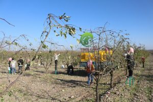 Công nhân nhộn nhịp thu hoạch hồng táo hữu cơ.