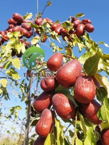 Dưỡng sinh – Nâng cao sức đề kháng cùng táo đỏ hữu cơ Đông y Thiên Lương
