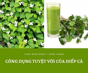 Rau diếp cá - kháng sinh thảo dược