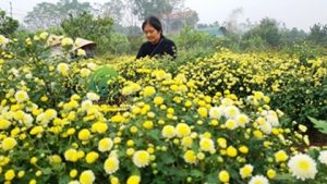 Những bông cúc vàng tươi đang bắt đầu vào vụ thu hoạch