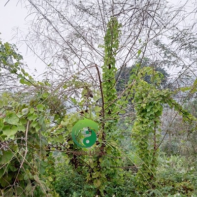 Củ từ cộng sinh điền thanh tại vườn rừng Đông y Thiên Lương