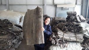 Lương y Đinh Thị Song Nga thăm quan nhà máy sản xuất đỗ trọng tại Trung Quốc